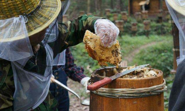 蜂蜜不能乱喝详解各种蜂蜜知识,蜂蜜有什么缺点和危害