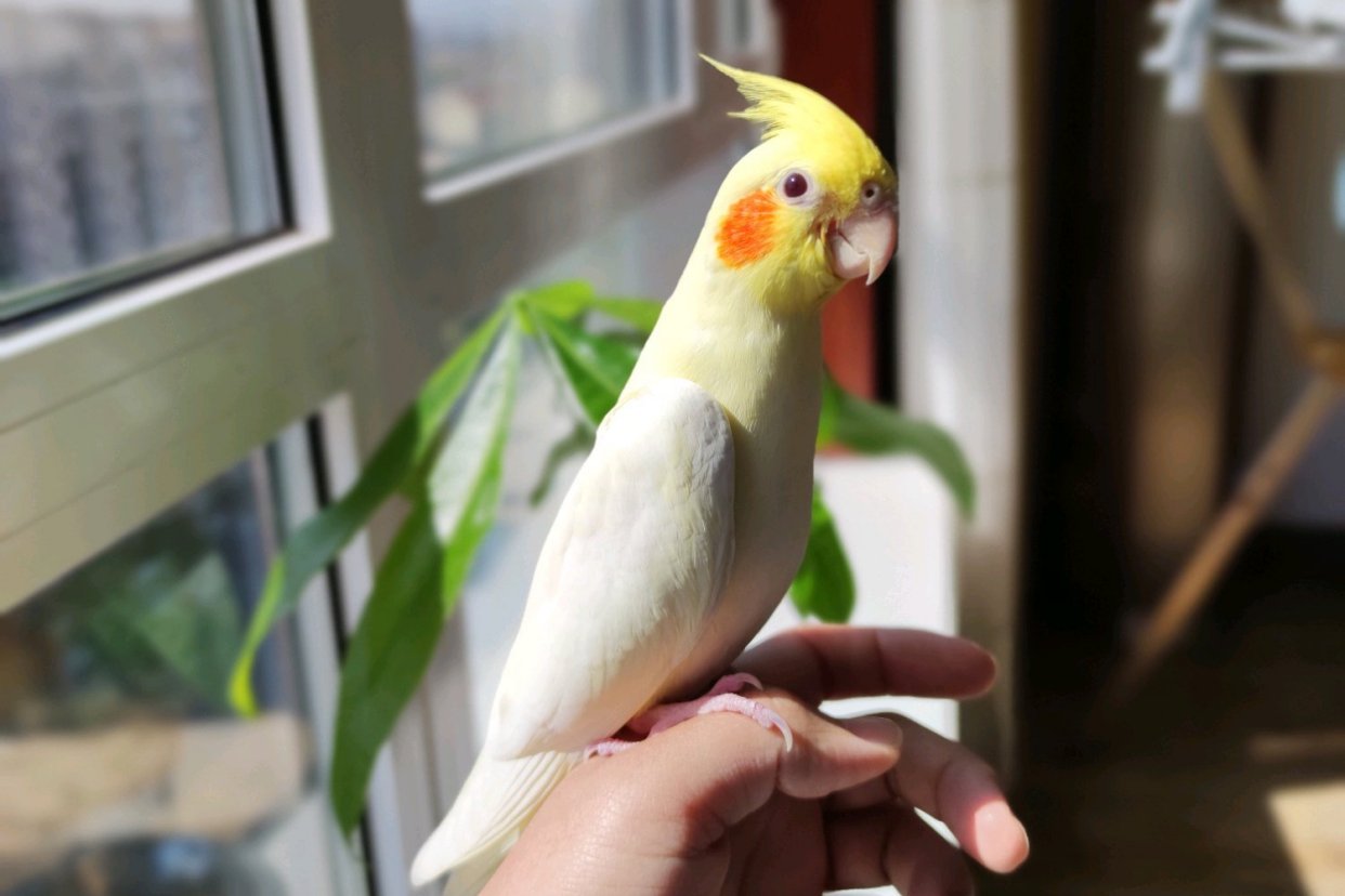 鹦鹉简单炫酷的技能,7个有趣的鹦鹉技巧