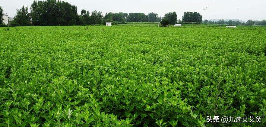 例假期间可以艾灸吗有什么副作用,艾灸有什么副作用