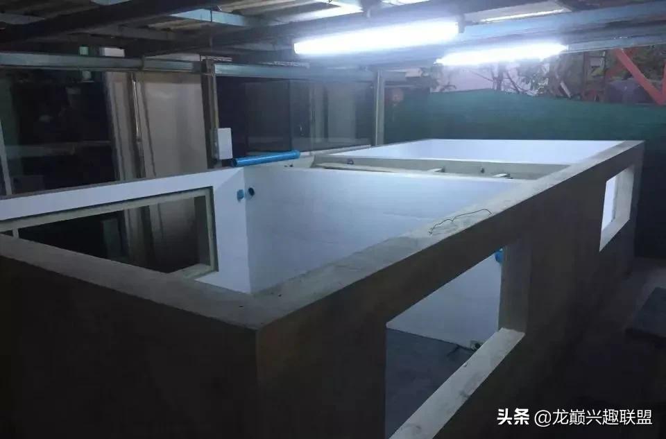 国外某熊孩子把龙鱼吓脱臼了