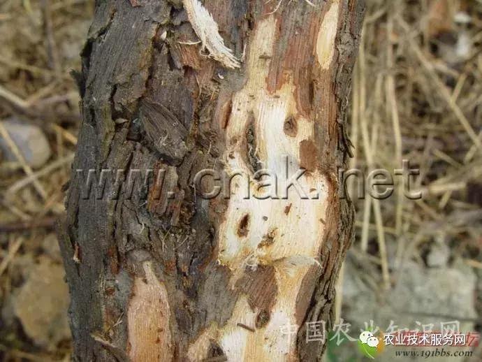 葡萄花前主要病害,葡萄病害图片大全大图