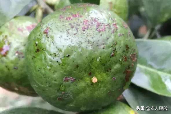 柑橘树脂病沙皮病特效药大全,柑橘树脂病是脂点黄斑病吗