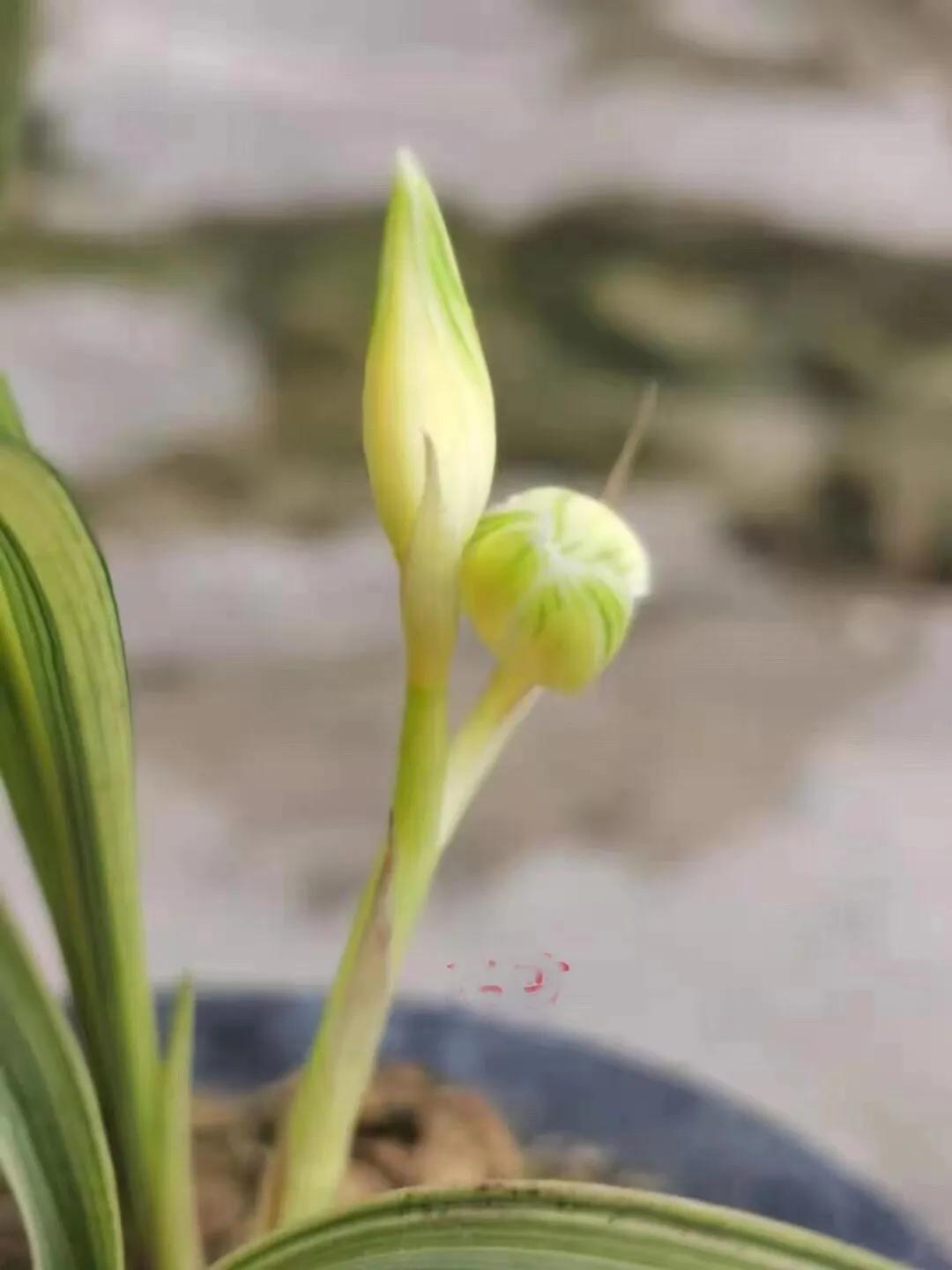 瑞雪兰花是什么品种,瑞雪兰花市场价多少