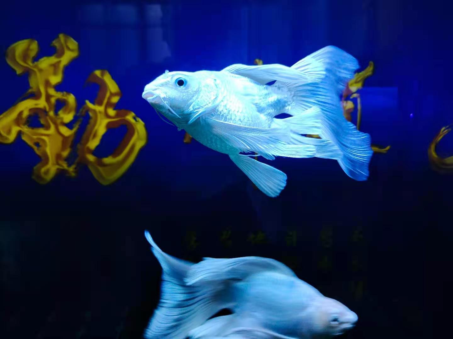 网购观赏鱼需要注意什么,新买来的观赏鱼为啥成活率低