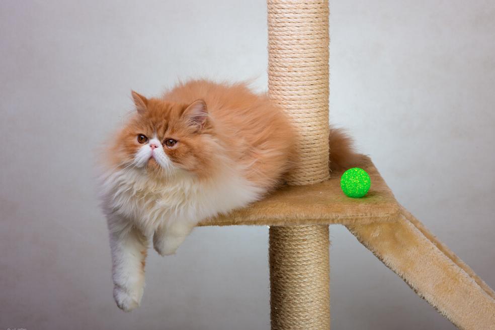 为什么养“波斯猫”的人，越来越少，看看它这7个缺点