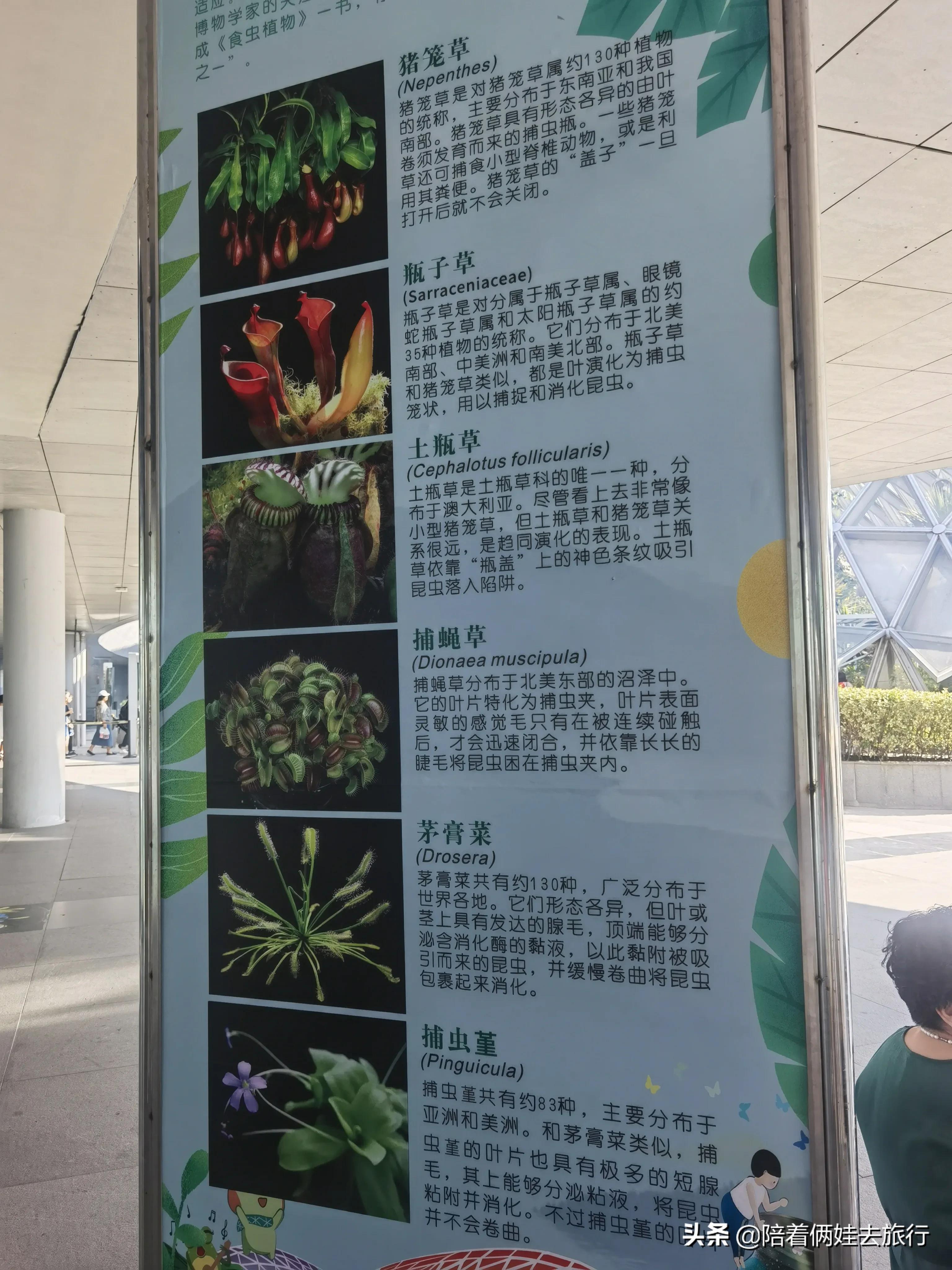 上海辰山植物园矿坑花园,辰山植物园矿坑花园修好了吗