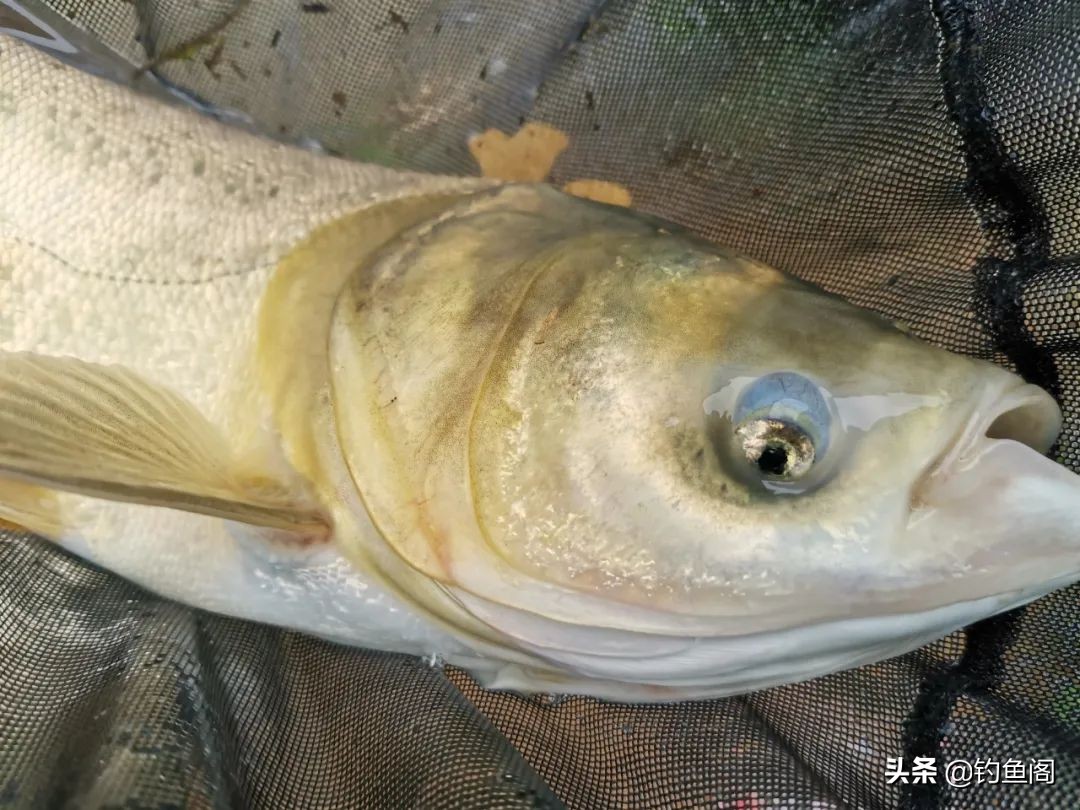 如何正确的选择浮漂,如何选择合适的浮漂