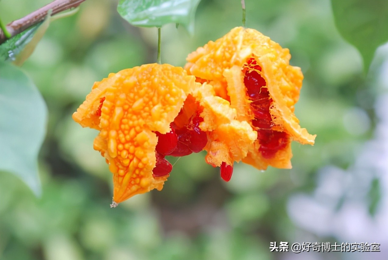 怎么样鉴别六神驱蚊花露水,儿童能用六神驱蚊花露水吗