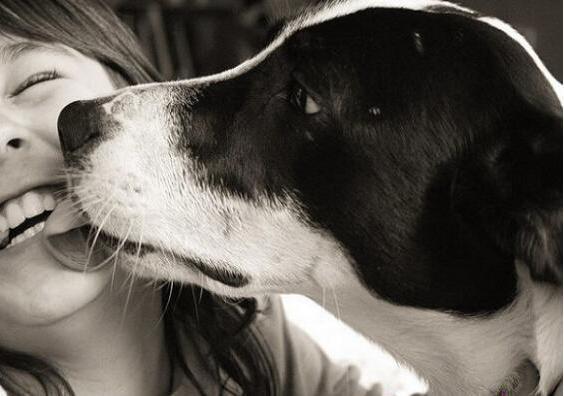 狗狗舔这些地方，其实是想告诉你不同的事情