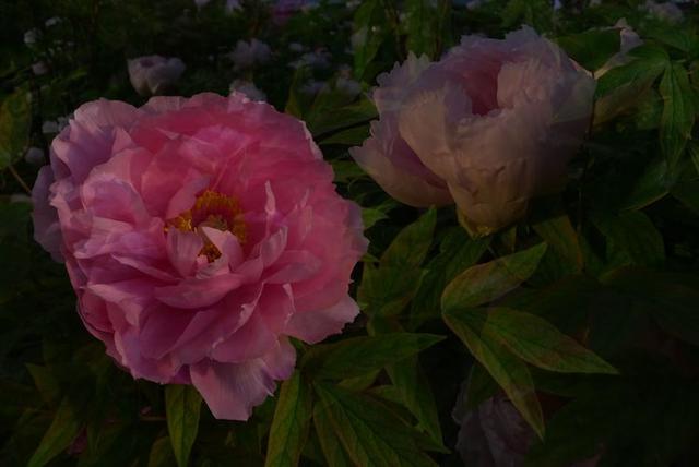 洛阳牡丹花摄影,中国牡丹花开摄影