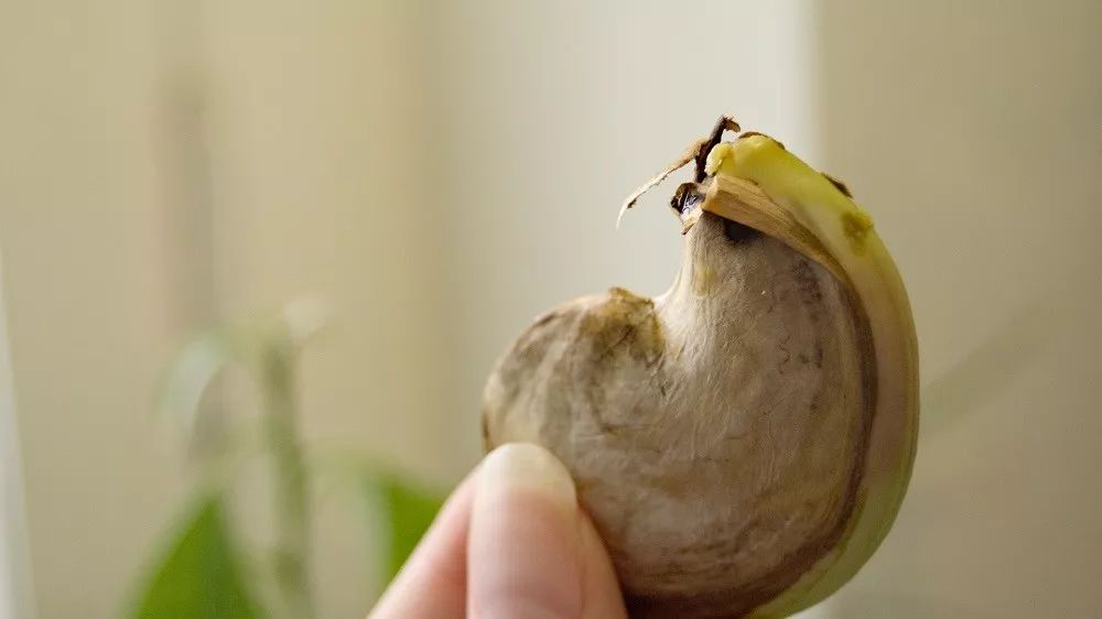 用芒果的种子怎么培养,在花盆里种芒果树能不能长果子