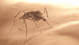 人类中的头号杀手,人类健康头号杀手是什么