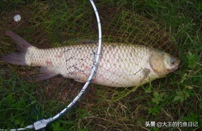 钓草鱼海竿用串钩好还是翻板钩好,海竿串钩水浅有淤泥怎么钓草鱼