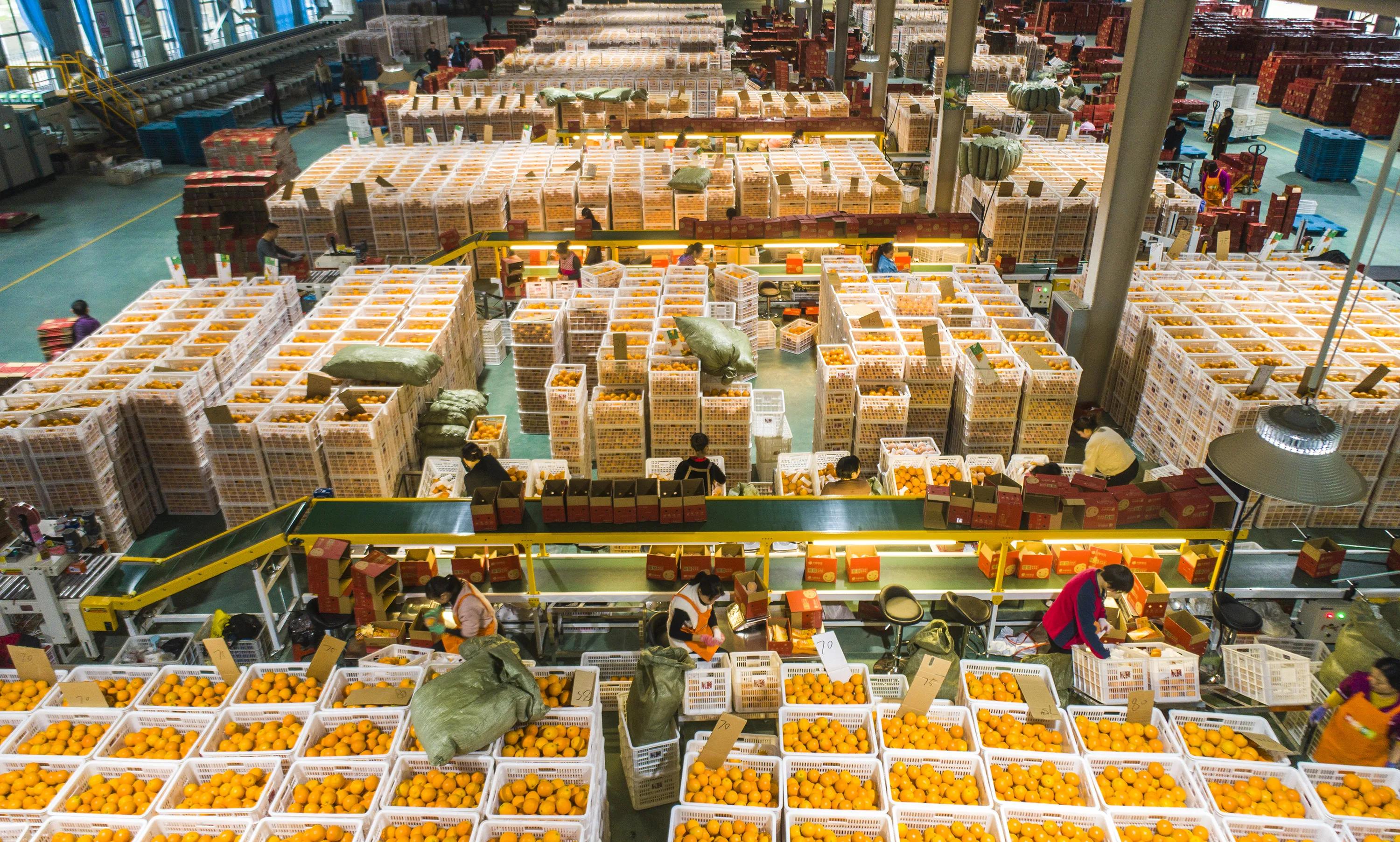 秭归县柑橘加工,秭归脐橙分选