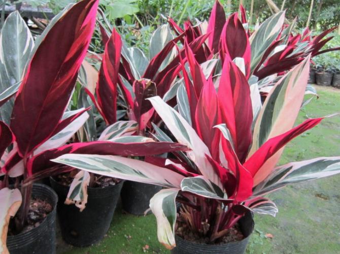 家里窗台阳光强适合养什么绿植,家里室外养花怎么摆放最好