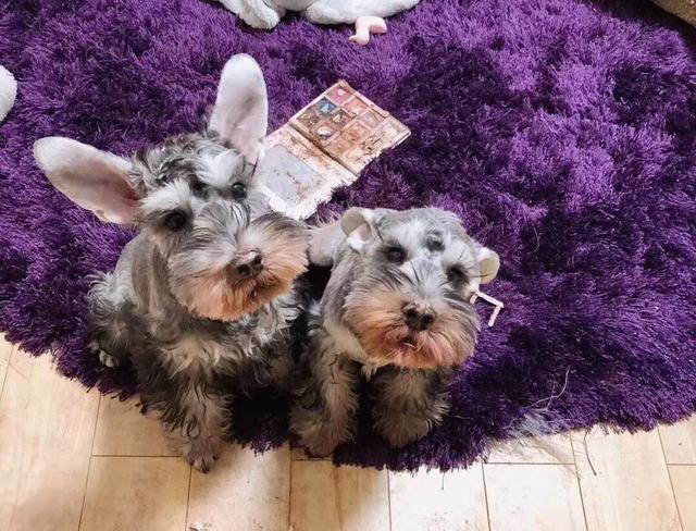 铲屎的都是因为啥和狗吵架，原谅我笑出了声