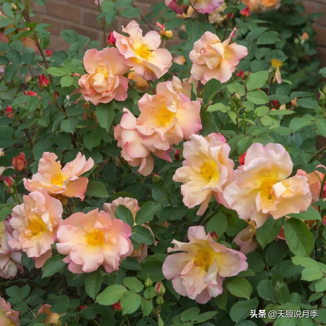 诗情与花意｜这些谜一般的月季，解不开被遗忘的过去
