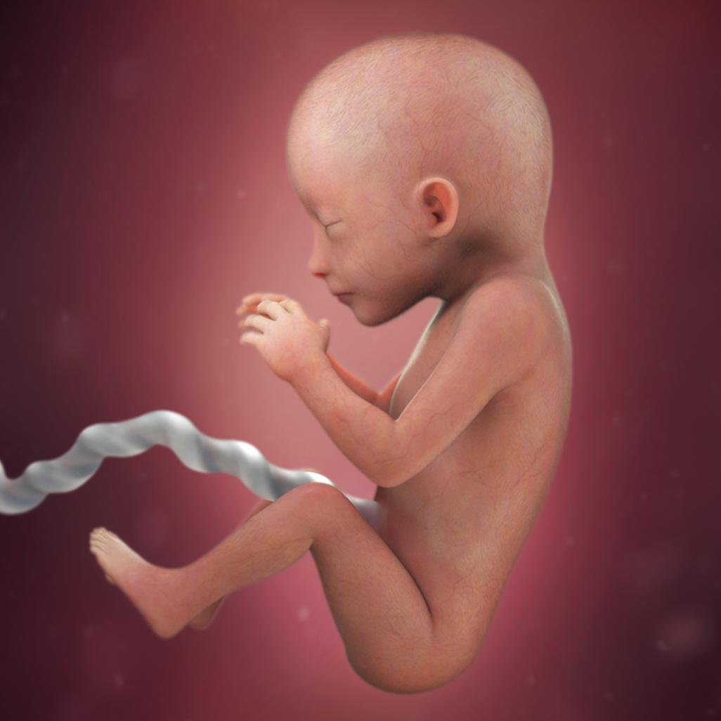 怀孕40周，胎宝宝每周长啥样？