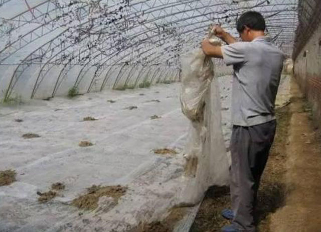 番茄种植,溃疡病传播快,危害大,难以控制,该如何进行防治呢?