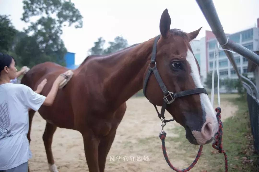 深圳养牛的真实经历,广东养牛的现状