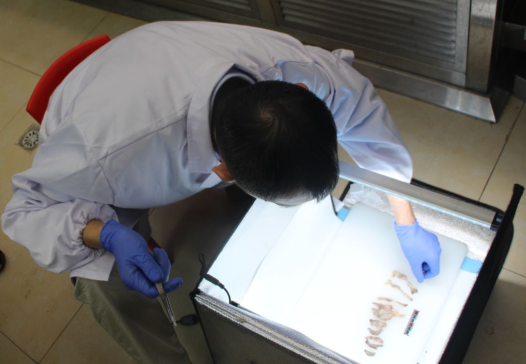 央视重口法医纪录片,网友直呼看不过瘾