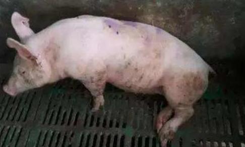 猪无法站立除了链球菌还有以下几种病因，应该如何治疗？