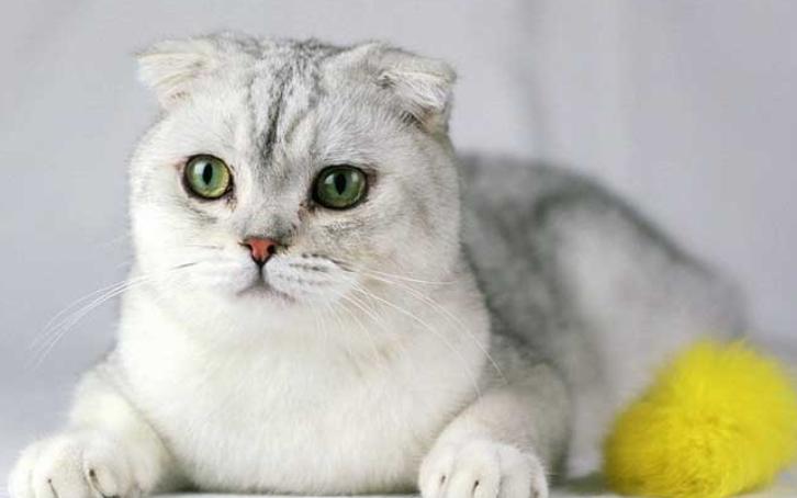 猫难养吗,猫难养么