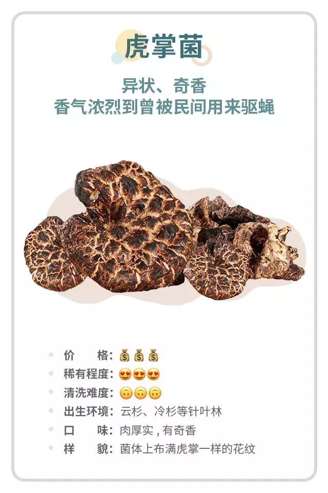 无毒野生菌图鉴大全,见手青野生菌可以吃的种类