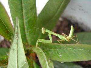 辟谣螳螂吃瘊子,螳螂为什么吃掉配偶真相是什么