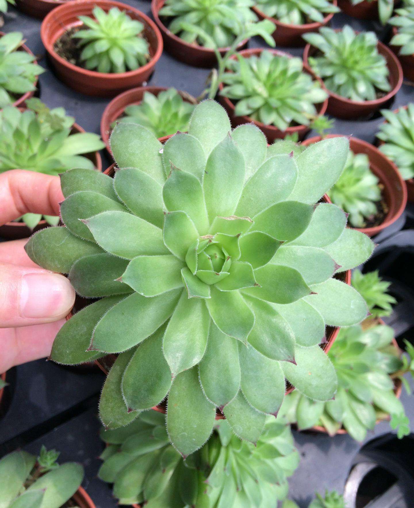 8月份养蟹爪兰要注意什么,8月份养兰花怎样管理呢