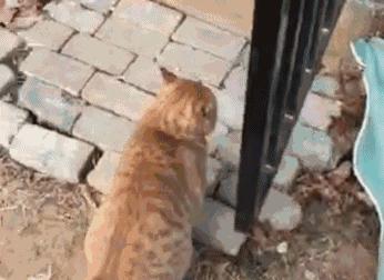 猫圈一定是魔咒吗,猫圈玄学黑猫