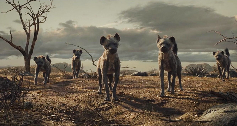 斑鬣狗是不是最厉害的动物,斑鬣狗是什么样的动物