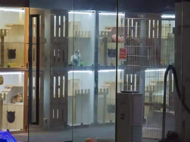 共享租猫,猫咪租赁一般多少钱