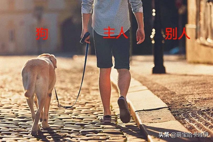 养了8年的金毛突然发狂咬人,养了8年的狗突然发狂咬主人