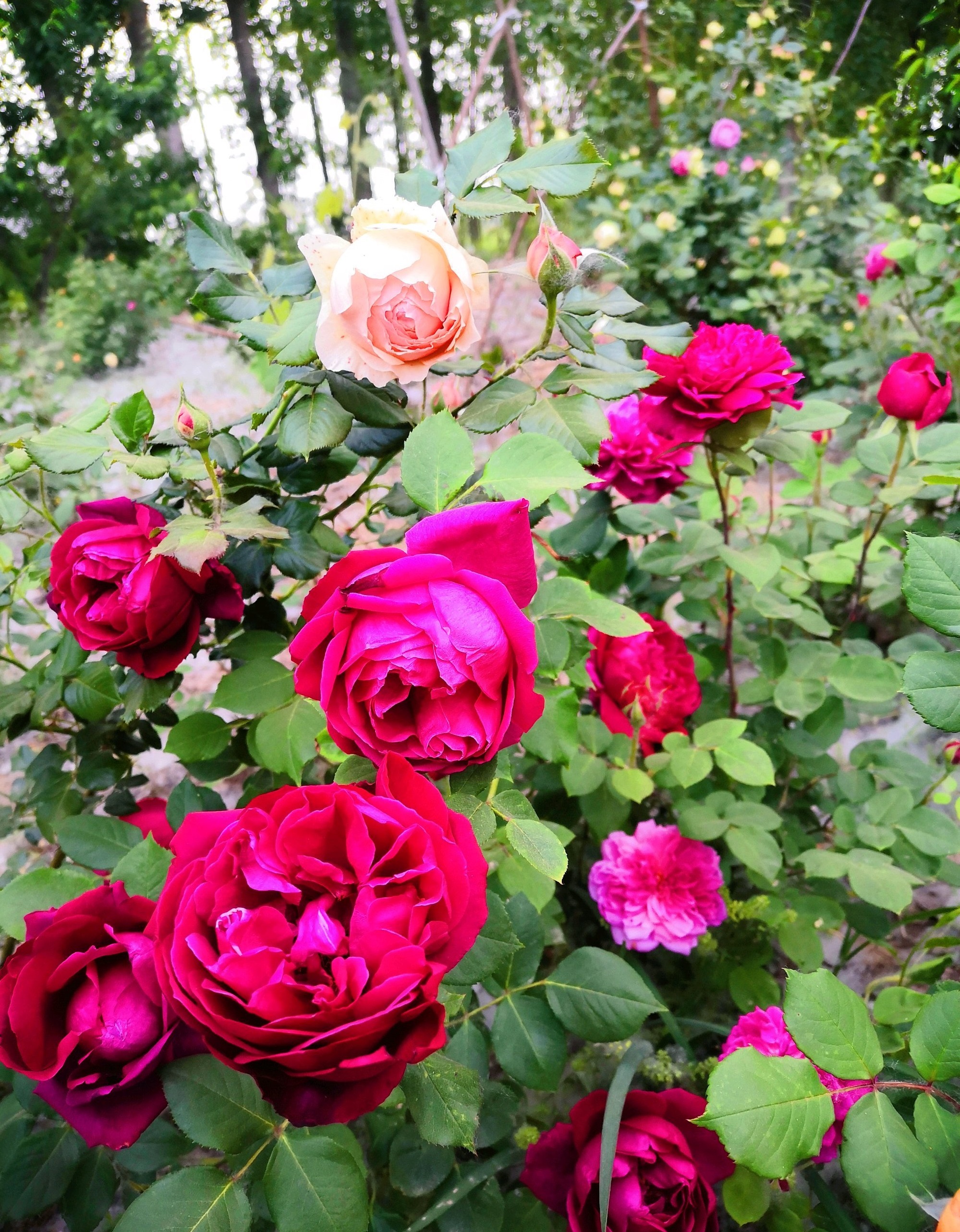 月季花十大经典品种分享,十大公认最香的四季月季