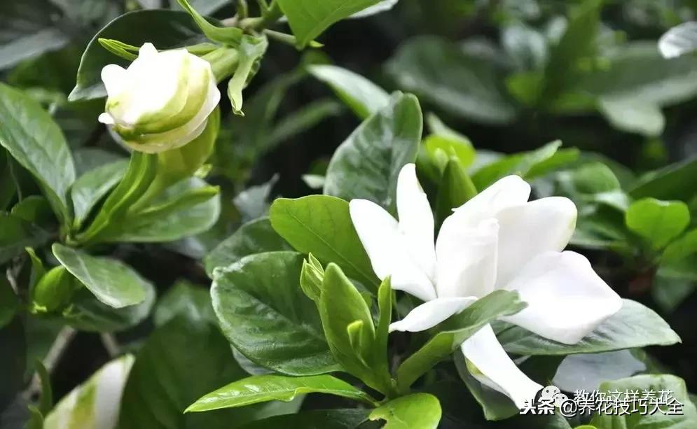 香味最好闻的十种花,一年四季都能闻到香味的四种花