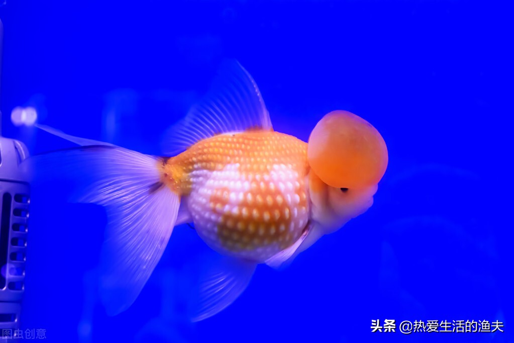 为什么买回来的金鱼活不了多久,为啥买回来的金鱼不生小鱼