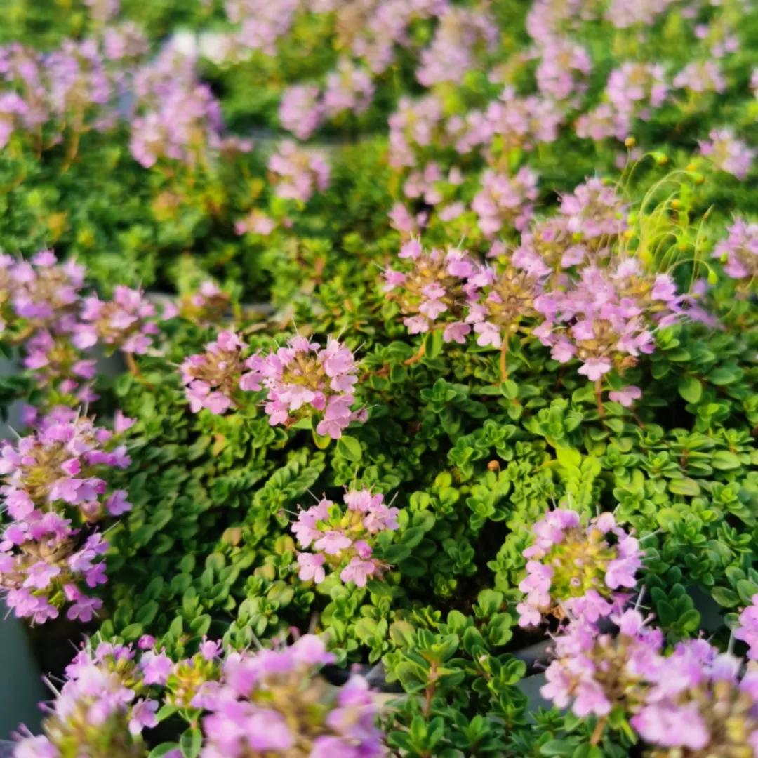 观花草本植物推荐,最具观赏性的观叶植物