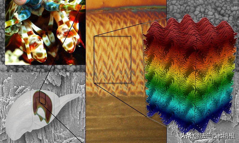 螳螂虾击碎乌龟壳,螳螂虾攻击螳螂虾
