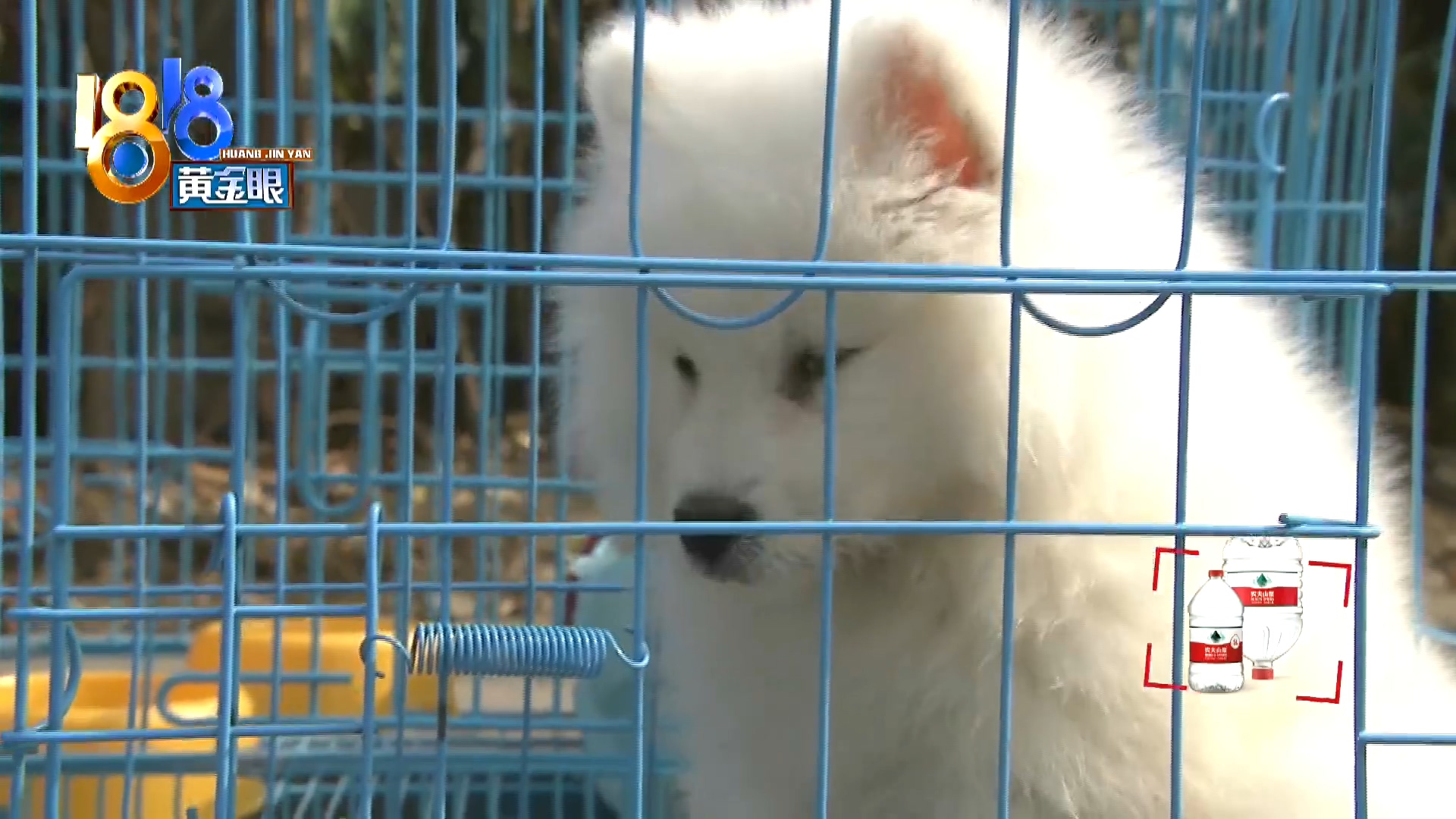 刚买10天不到的小狗被炖了,买来三天小狗就腿站不直了