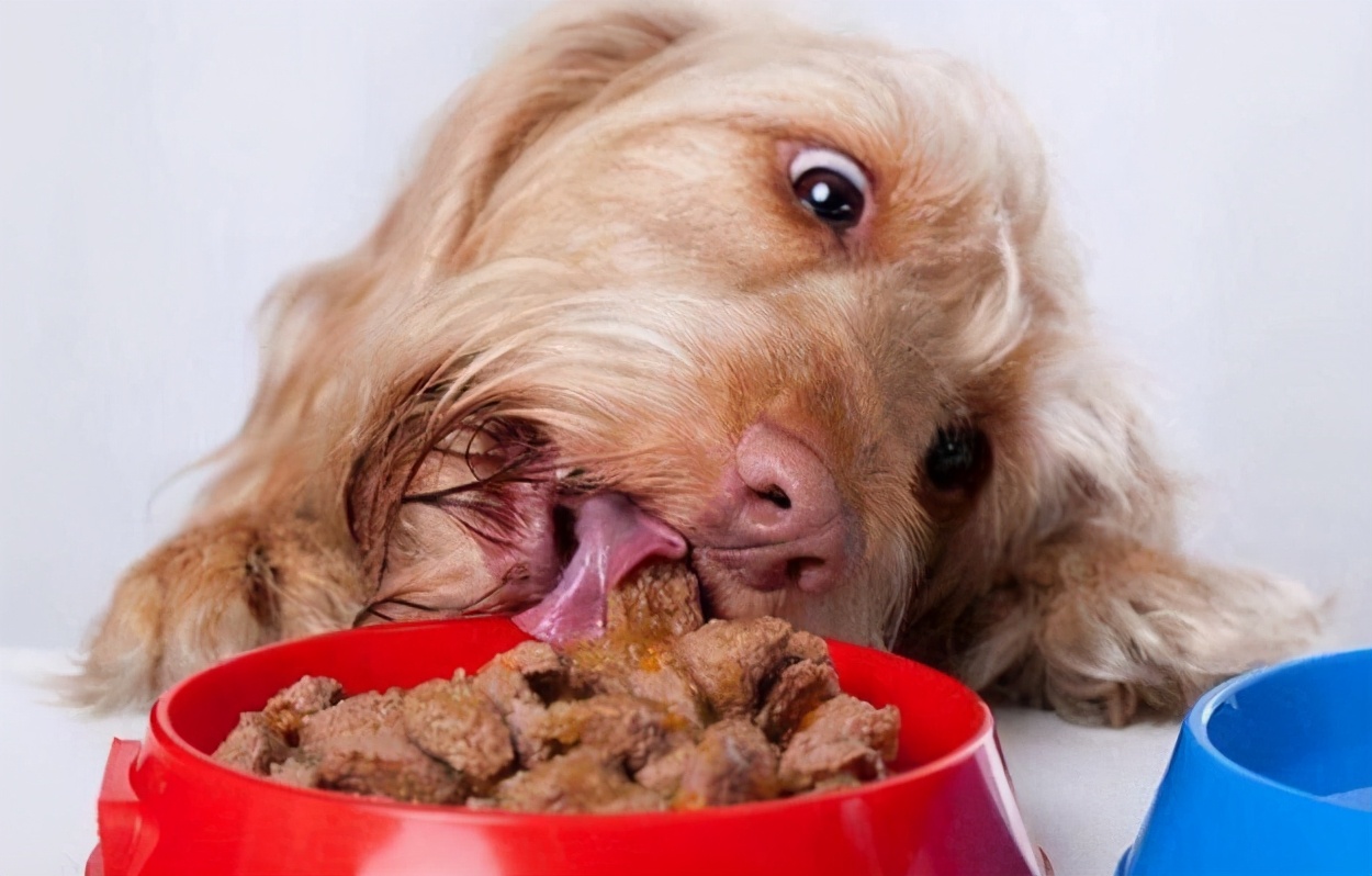 如何正确教育狗狗好习惯,教育护食的狗狗