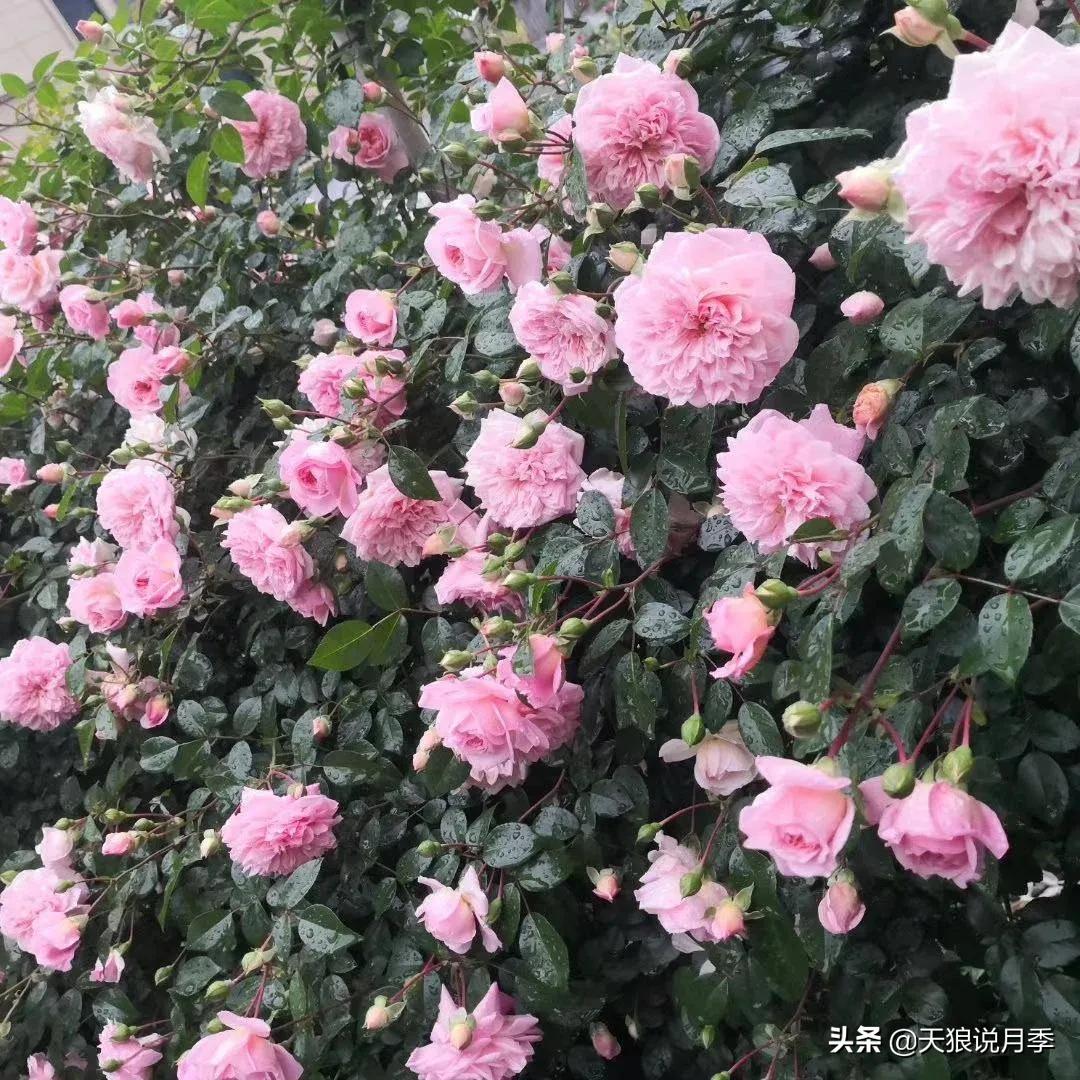 圆滚滚的绣球，瀑布般的花墙，这届花友也太会种花了吧