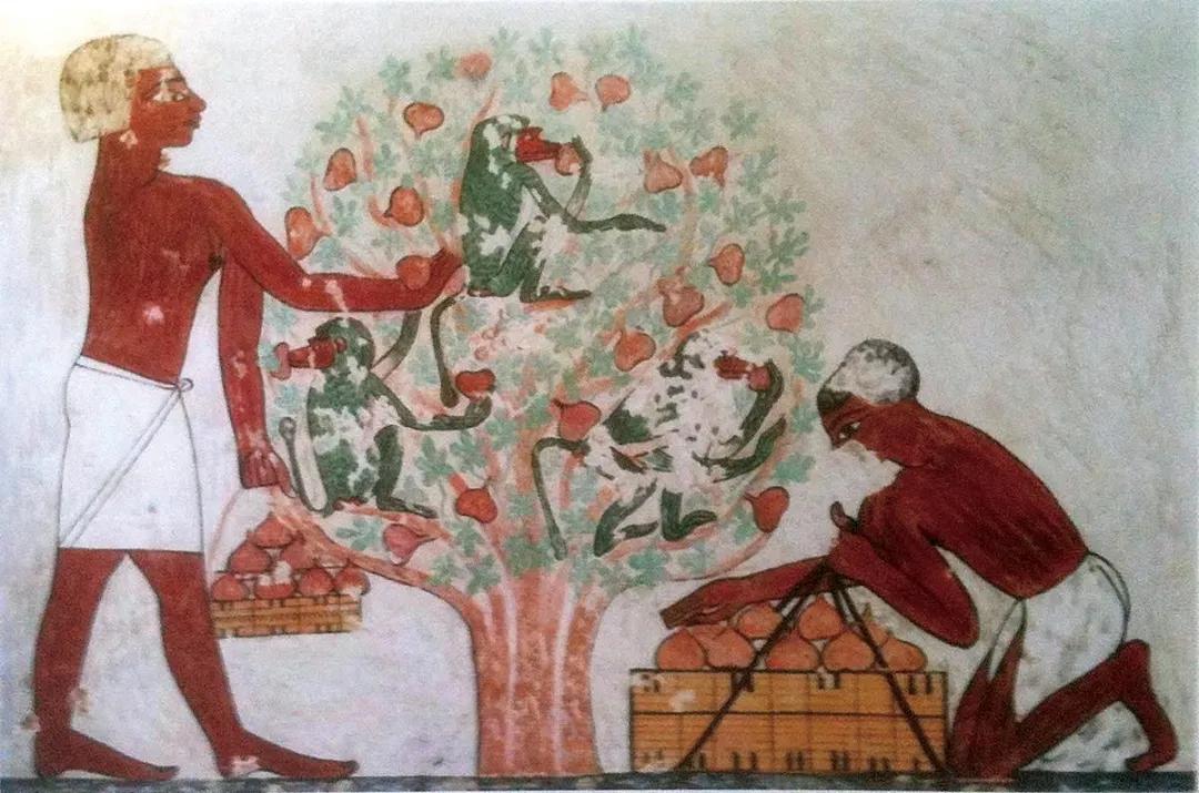 无花果真的不开花就长果实吗,无花果是真的没有开花就结果吗