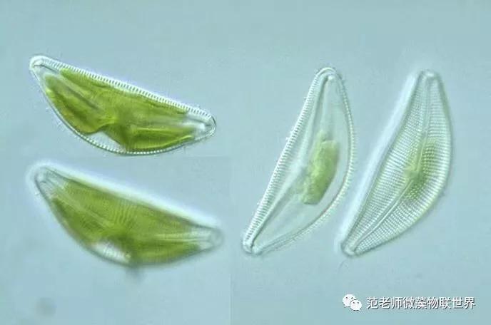 硅藻水,硅藻水和绿藻水区别