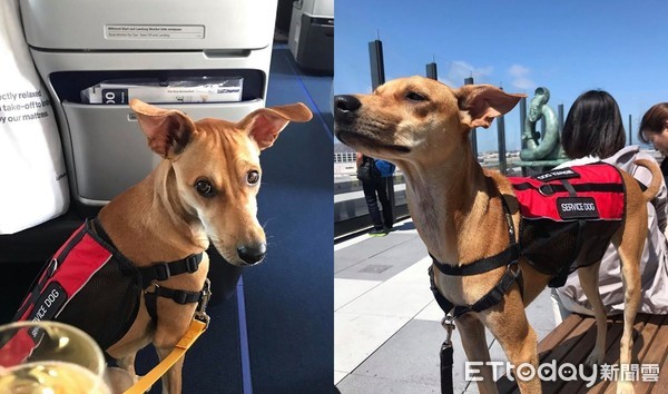 只想养幼犬阿拉斯加,只想养比熊犬