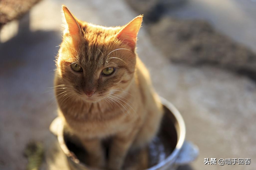 预防猫咪尿结石,如何预防猫咪尿结石