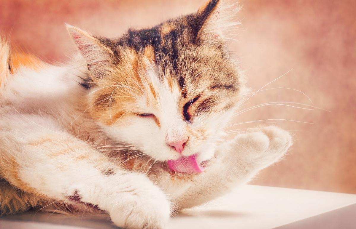 猫犯错可以打吗,猫犯错老是控制不住去打它