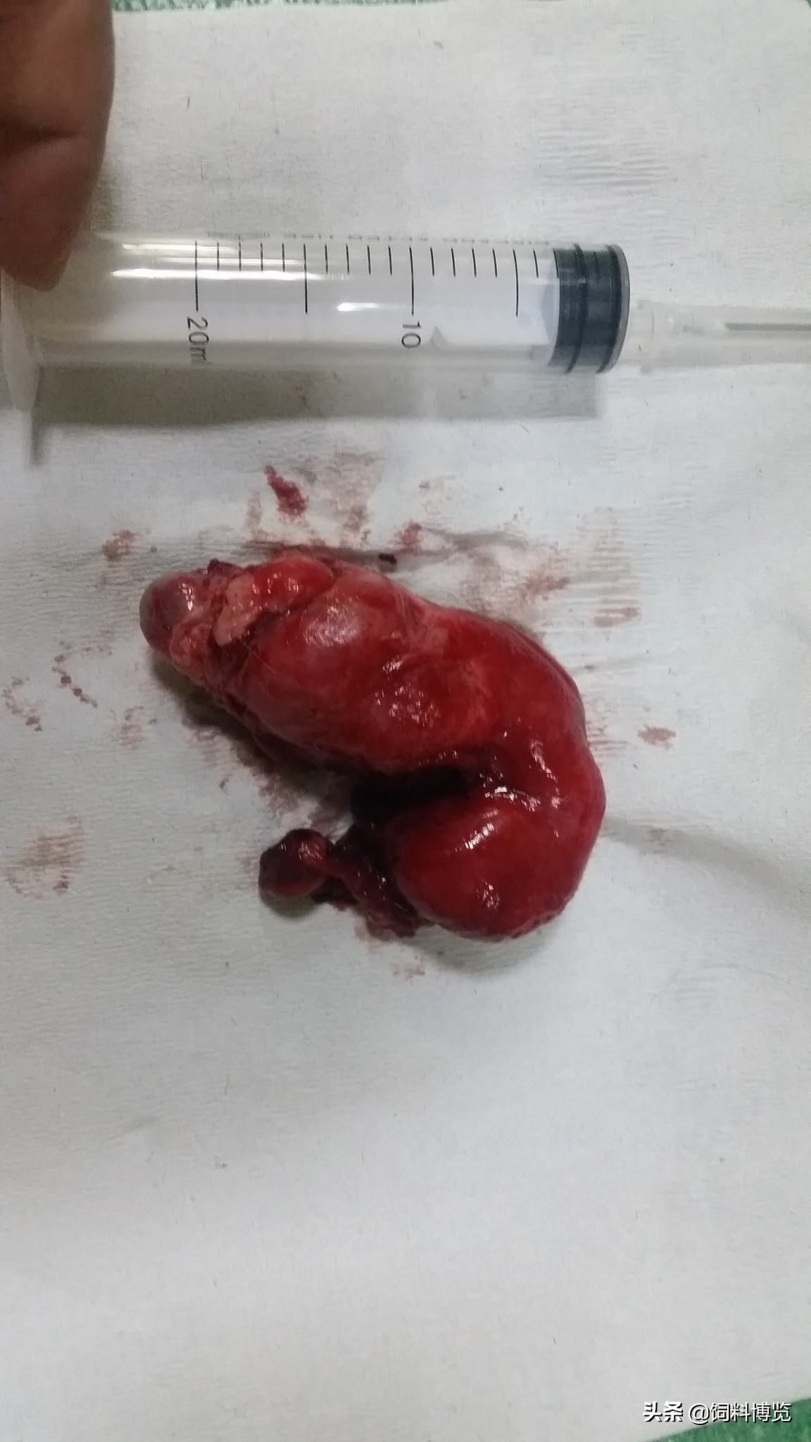 猫子宫蓄脓手术死亡率,猫传染性腹膜炎什么症状