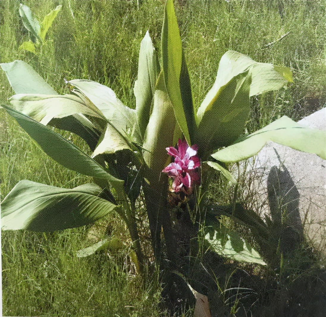 草药莪术的功效与作用,醋莪术行气破血什么意思
