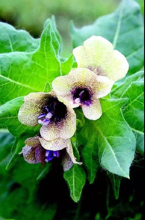 这4种花卉很漂亮花量大观赏度高,20种漂亮花好看不好养